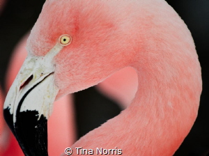 Beautiful flamingo near salt mines in Bonaire by Tina Norris 